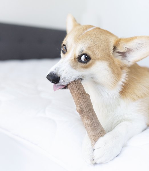 Show full view: Petstages Dogwood Tough Dog Chew Toy, Medium slide 6 of 9