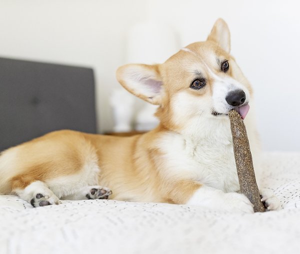 Show full view: Petstages Dogwood Calming Tough Dog Chew Toy, Medium, 2 count slide 8 of 10