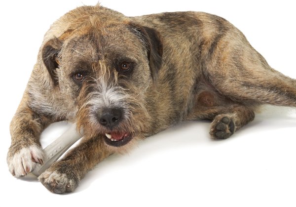 Show full view: Petstages Deerhorn Tough Dog Chew Toy, Medium slide 6 of 8