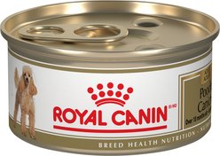 Royal Canin Breed Health Nutrition Poodle Adult Wet Canned Dog Food, 85-g can, case of 24