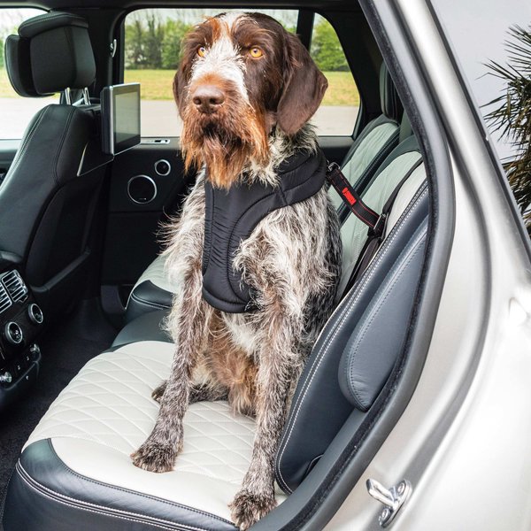 Show full view: KONG Travel Ultimate Safety Tether Dog Seat Belt slide 5 of 10