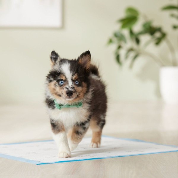 Show full view: Frisco Printed Dog Training & Potty Pads, 22 x 23-in, Unscented, 150 count, Dog Sketch Print slide 7 of 10