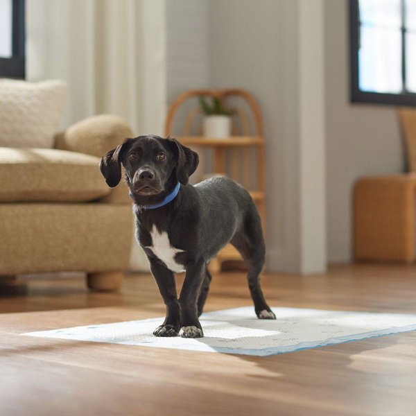 Show full view: Frisco Extra Large Printed Dog Training & Potty Pads, 28 x 34-in, Unscented, 40 count, Dog Sketch Print slide 7 of 10