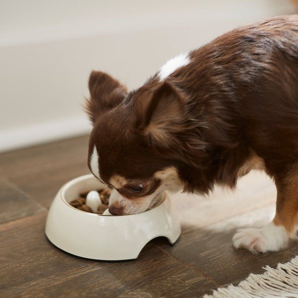 Show full view: Frisco Melamine Slow Feed Dog & Cat Bowl with Gold Trim, Cream, 3 Cup slide 3 of 10