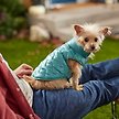 Show in main carousel: Frisco Lightweight Packable Insulated Dog & Cat Quilted Puffer Coat, Ocean Teal, Small slide 8 of 8