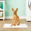Show in main carousel: MidWest Dry Paws Training & Floor Protection Pads, 100 count slide 2 of 6