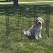 Show in main carousel: MidWest Wire Dog Exercise Pen with Step-Thru Door, Black E-Coat, 48-in slide 4 of 10