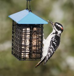 More Birds Cage Double Suet Cake Weather Guard Roof Wild Bird Feeder
