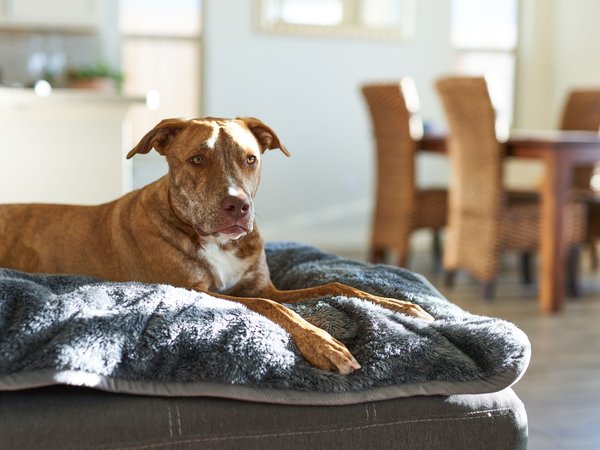 Show full view: Pet Parents Pawtect Blanket Waterproof Premium Dog & Cat Blanket, Slate, Small slide 9 of 10