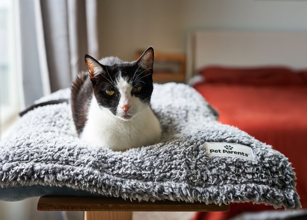 Show full view: Pet Parents Premium Cat & Dog Blanket, Slate, Small slide 7 of 9