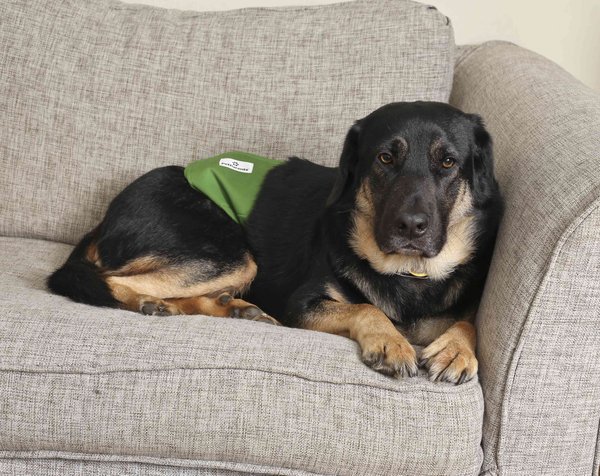 Show full view: Pet Parents Belly Band Washable Male Dog Wrap + Extendrs, Gentlemen, Medium: 16 to 20-in waist slide 9 of 10