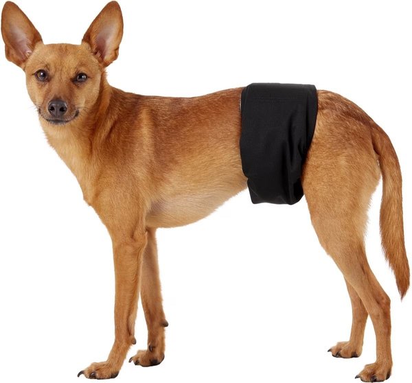 Show full view: Pet Parents Belly Band Washable Male Dog Wrap + Extendrs, Natural, Medium: 16 to 20-in waist slide 9 of 10