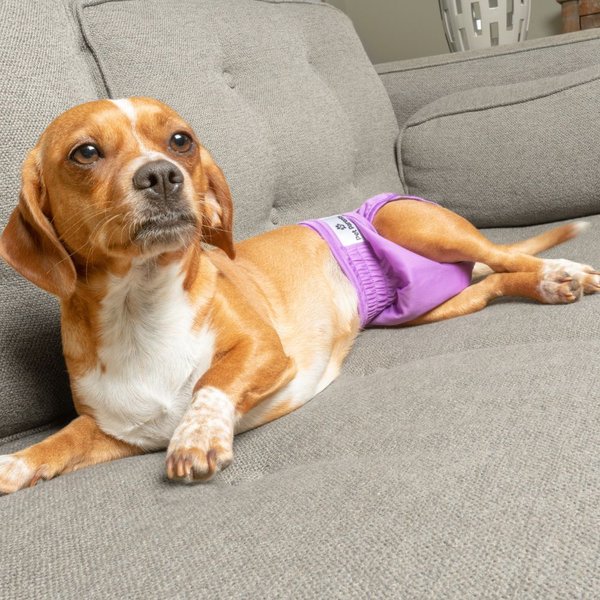 Show full view: Pet Parents Washable Male & Female Dog Diapers + Extendrs, Princess, Small: 9 to 15-in waist slide 9 of 10