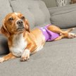 Show in main carousel: Pet Parents Washable Male & Female Dog Diapers + Extendrs, Princess, Small: 9 to 15-in waist slide 9 of 10