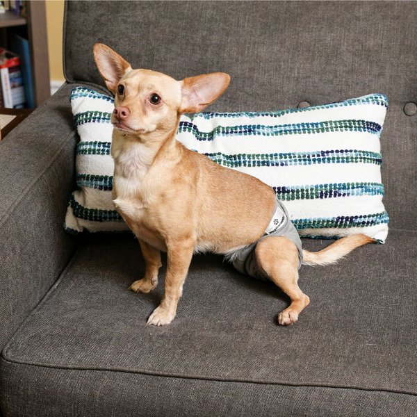 Show full view: Pet Parents Washable Male & Female Dog Diapers + Extendrs, Natural, X-Small: 4 to 10-in waist slide 9 of 10