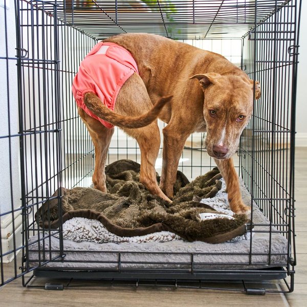 Show full view: Pet Parents Washable Male & Female Dog Diapers + Extendrs, Southern Belle, X-Small: 4 to 10-in waist slide 9 of 10