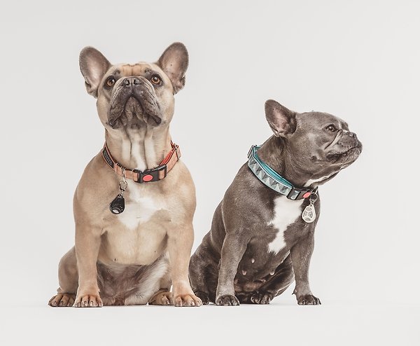 Show full view: Tickless Class Pet Natural Tick & Flea Repeller Cat & Dog Collar, Black slide 3 of 9