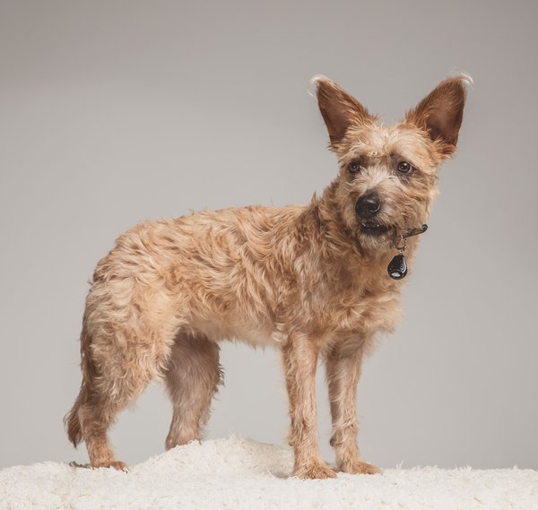 Show full view: Tickless Class Pet Natural Tick & Flea Repeller Cat & Dog Collar, Black slide 4 of 9