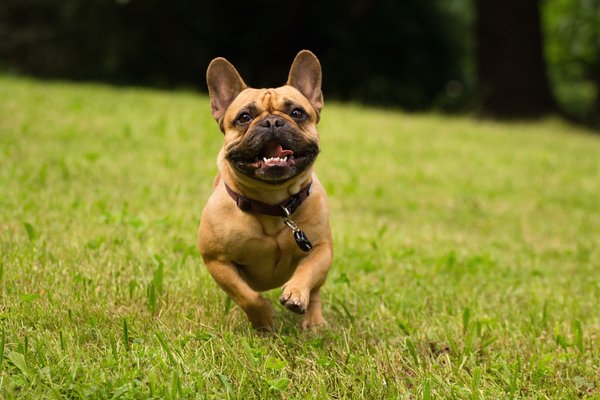 Show full view: Tickless Class Pet Natural Tick & Flea Repeller Cat & Dog Collar, Black slide 5 of 9