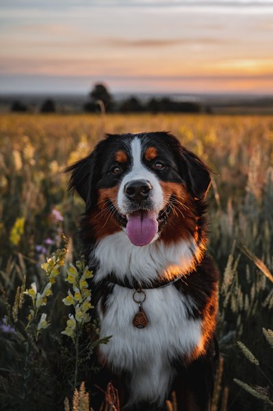 Show full view: Tickless EcoPet Tick & Flea Repellent, Brown slide 3 of 6