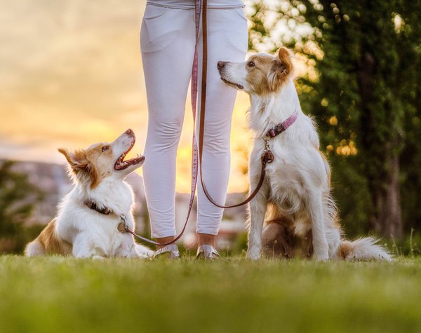 Show full view: Tickless EcoPet Tick & Flea Repellent, Brown slide 4 of 6