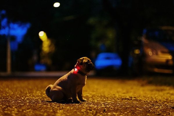 Show full view: Tickless Mini Dog Tick & Flea Repellent, Black slide 3 of 9