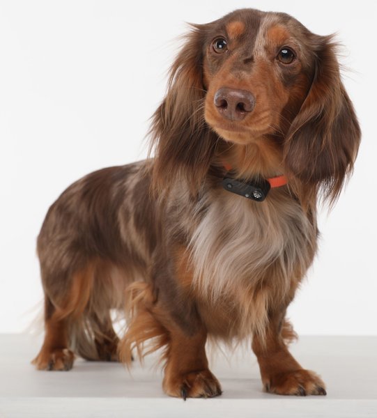 Show full view: Tickless Mini Dog Tick & Flea Repellent, Black slide 4 of 9