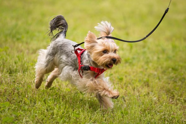 Show full view: Tickless Mini Dog Tick & Flea Repellent, Black slide 8 of 9