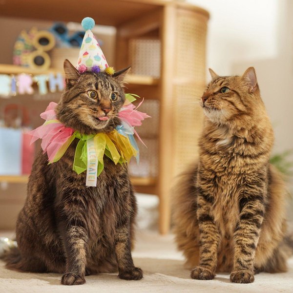 Show full view: Frisco Cupcake Party Hat and Ruffle Collar Cat Birthday Costume, One Size slide 6 of 8