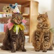 Show in main carousel: Frisco Cupcake Party Hat and Ruffle Collar Cat Birthday Costume, One Size slide 6 of 8