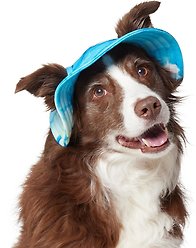 Frisco UPF 45 Cooling River Watercolor Dog & Cat Bucket Hat, X-Large/XX-Large