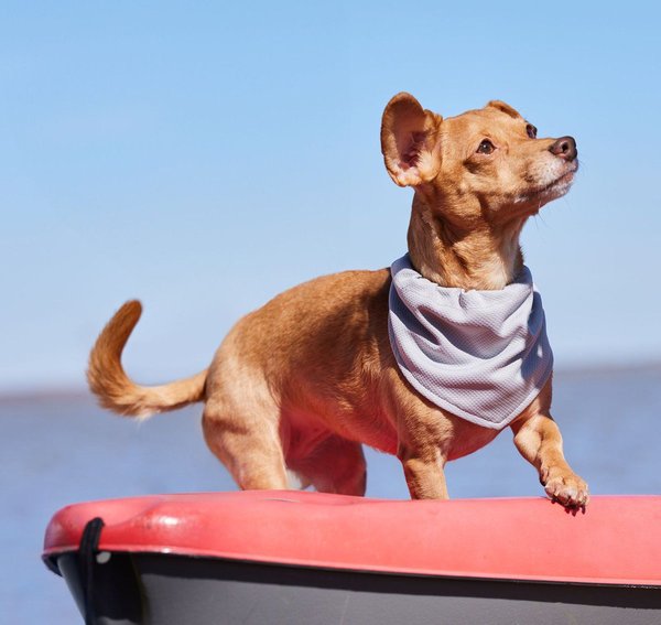 Show full view: Frisco Cooling Pullover Dog Gaitor, Gray, X-Small/Small slide 6 of 8