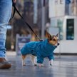 Show in main carousel: Frisco Water Resistant Dog Raincoat, Blue, Medium slide 8 of 10