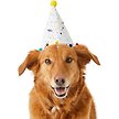 Show in main carousel: Frisco Confetti Dog & Cat Birthday Hat, Medium/Large slide 1 of 7