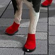 Show in main carousel: Goo-eez Ultra Dog Boots, 2 pack, Red & Black, X-Small slide 3 of 5