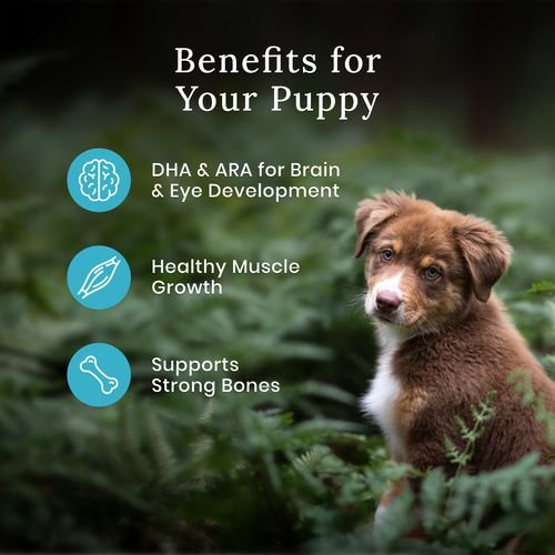 Show full view: Blue Buffalo Wilderness Beef + Wholesome Grains High-Protein Natural Puppy Dry Dog Food, 10.8-kg bag slide 3 of 4