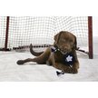 Show in main carousel: Pets First NHL Hockey Puck Rope Dog Toy, Toronto Maple Leafs slide 2 of 3