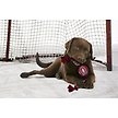 Show in main carousel: Pets First NHL Hockey Puck Rope Dog Toy, Montreal Canadiens slide 2 of 3