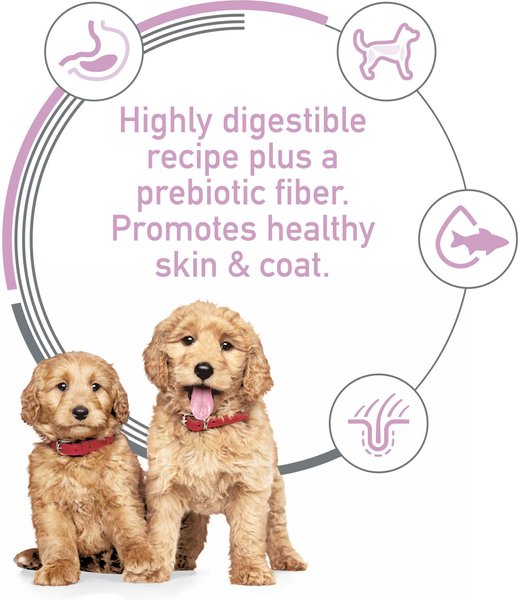 Show full view: Hill's Science Diet Puppy Sensitive Stomach & Sensitive Skin Salmon & Vegetable Stew Canned Dog Food, 12.5-oz can, case of 12 slide 6 of 10