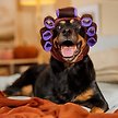 Show in main carousel: Frisco Beauty Parlor Dog & Cat Costume Accessory, X-Large/XX-Large slide 6 of 8