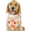Show in main carousel: Frisco Mommy's Lil Pumpkin Dog & Cat Bandana, Medium/Large slide 1 of 7