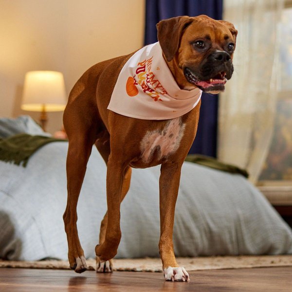 Show full view: Frisco Mommy's Lil Pumpkin Dog & Cat Bandana, Medium/Large slide 4 of 7