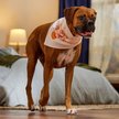 Show in main carousel: Frisco Mommy's Lil Pumpkin Dog & Cat Bandana, Medium/Large slide 4 of 7