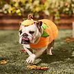 Show in main carousel: Frisco Pumpkin Dog & Cat Costume, Large slide 7 of 9