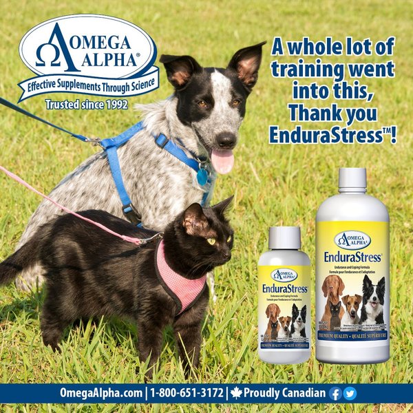 Show full view: Omega Alpha EnduraStress Endurance & Coping Formula Dog & Cat Supplement, 500-mL bottle slide 5 of 5