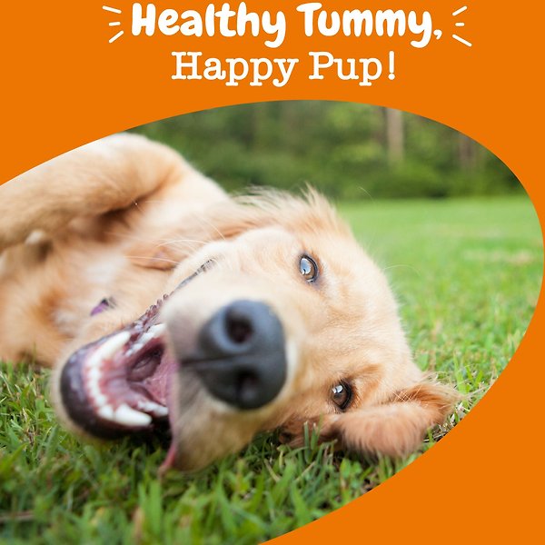 Show full view: Zesty Paws Probiotic Bites Pumpkin Flavored Soft Chews Gut Flora & Digestive Supplement for Dogs, 90 count slide 4 of 9