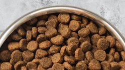 Dog Food Top Brands Low Prices Free Shipping Chewy