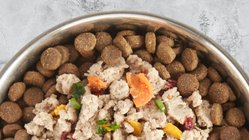 Dog Food Top Brands Low Prices Free Shipping Chewy