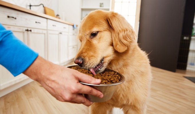 Dry Dog Food Healthiest Dry Dog Food Brands Chewy