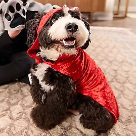 Classic & Spooky Costumes